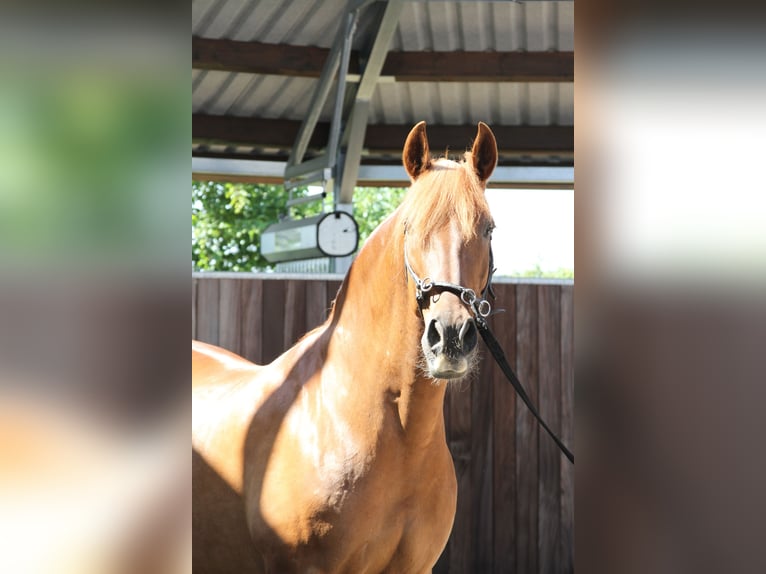 PRE Mix Stute 14 Jahre 158 cm Fuchs in Stahnsdorf