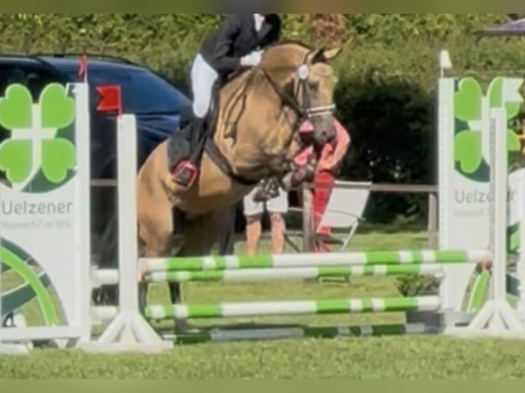 PRE Mix Stute 14 Jahre 160 cm Falbe in Oldendorf