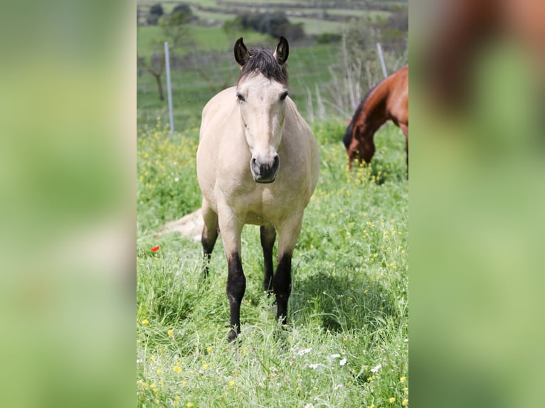 PRE Stute 14 Jahre 163 cm Buckskin in Alcoi/Alcoy