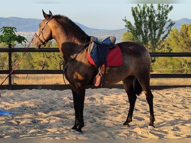 PRE Mix Stute 14 Jahre 163 cm Buckskin in Alcoi/Alcoy