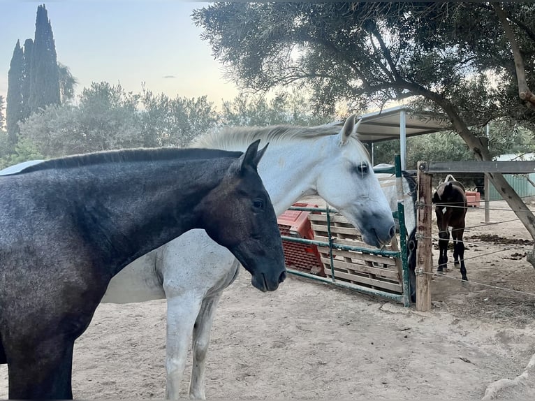 PRE Stute 14 Jahre 163 cm Fliegenschimmel in Rold&#xE1;n