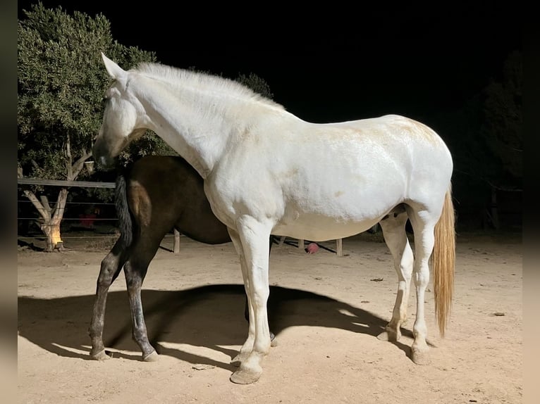 PRE Stute 14 Jahre 163 cm Fliegenschimmel in Rold&#xE1;n