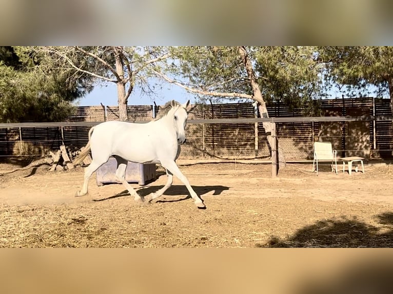 PRE Stute 14 Jahre 163 cm Fliegenschimmel in Rold&#xE1;n