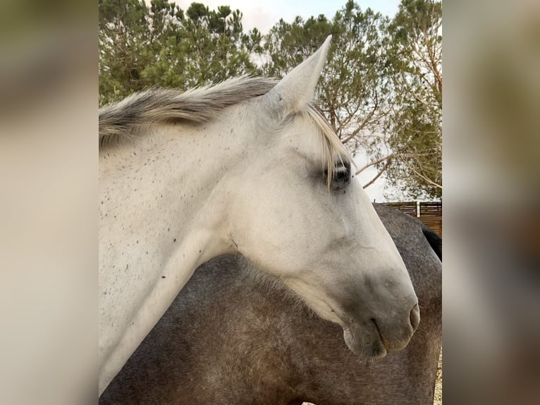 PRE Stute 14 Jahre 163 cm Fliegenschimmel in Rold&#xE1;n