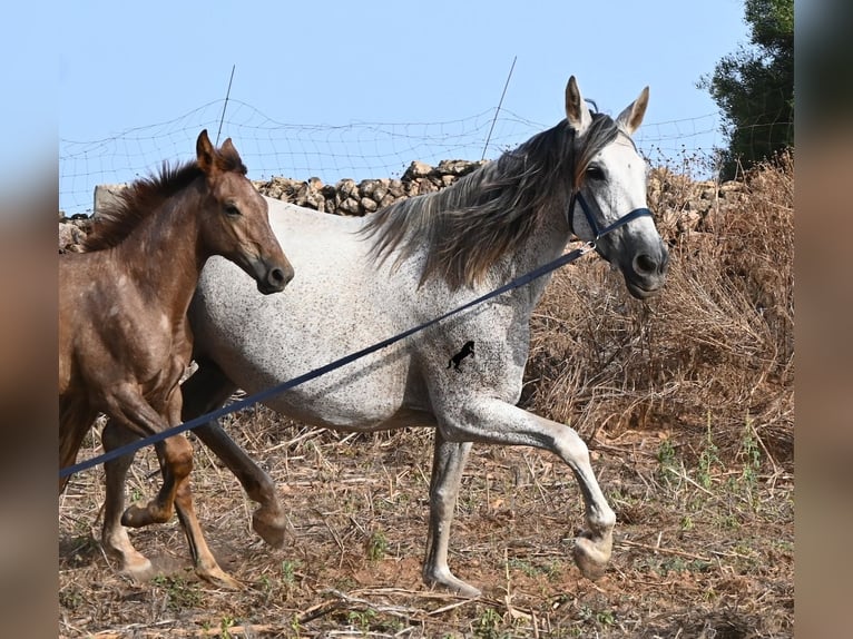 PRE Mix Stute 14 Jahre 164 cm Schimmel in Menorca