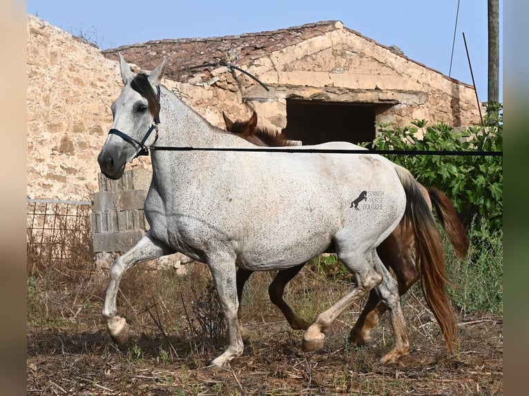 PRE Mix Stute 14 Jahre 164 cm Schimmel in Menorca