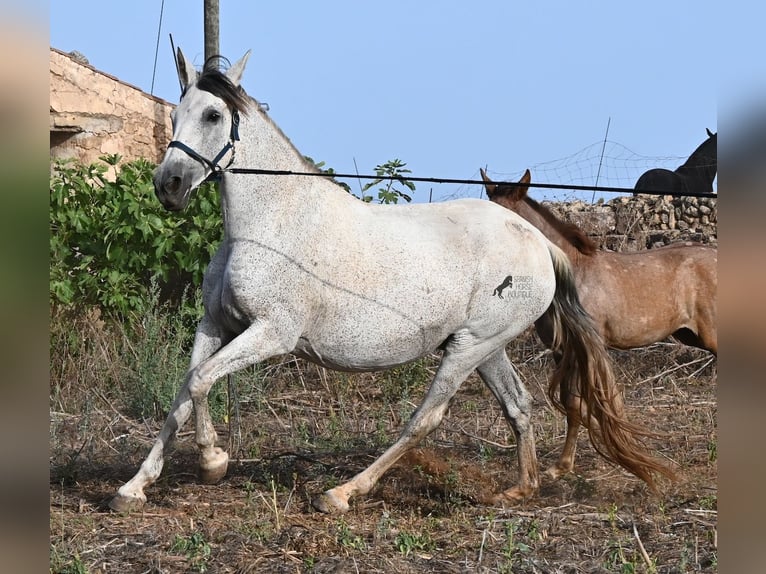 PRE Mix Stute 14 Jahre 164 cm Schimmel in Menorca