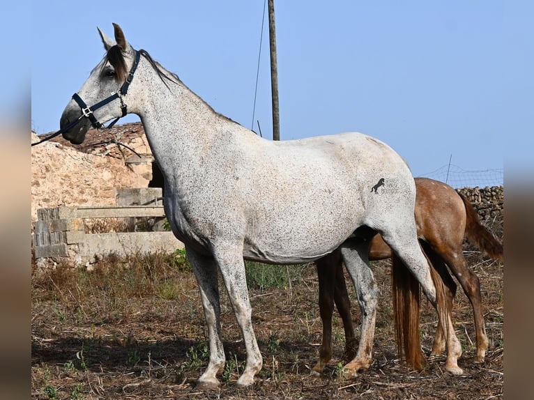 PRE Mix Stute 14 Jahre 164 cm Schimmel in Menorca