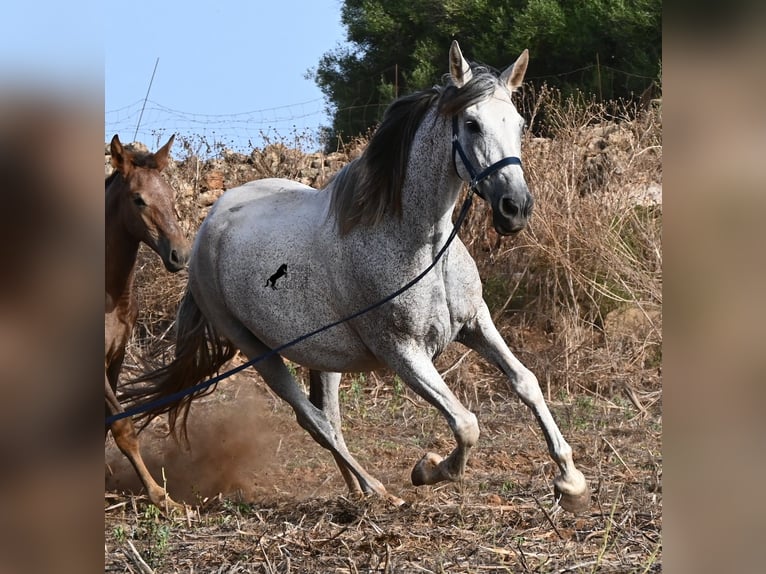 PRE Mix Stute 14 Jahre 164 cm Schimmel in Menorca
