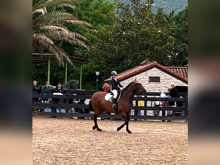 PRE Stute 14 Jahre 167 cm Brauner in Villasana De Mena