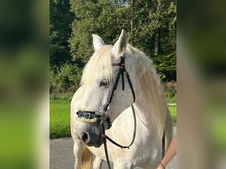 PRE Mix Stute 15 Jahre 153 cm Schimmel in Nürensdorf