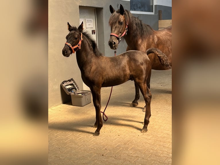 PRE Stute 15 Jahre 154 cm Rappe in Inzlingen