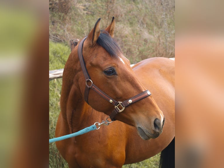PRE Stute 15 Jahre 157 cm Brauner in Erftstadt