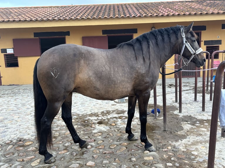 PRE Stute 15 Jahre 160 cm Dunkelbrauner in Valdeolmos