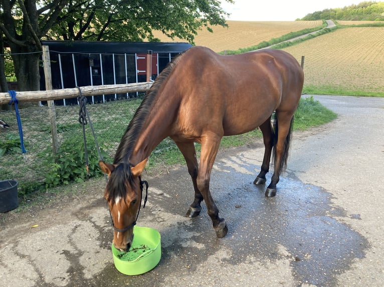 PRE Stute 15 Jahre 160 cm Dunkelbrauner in Dielheim