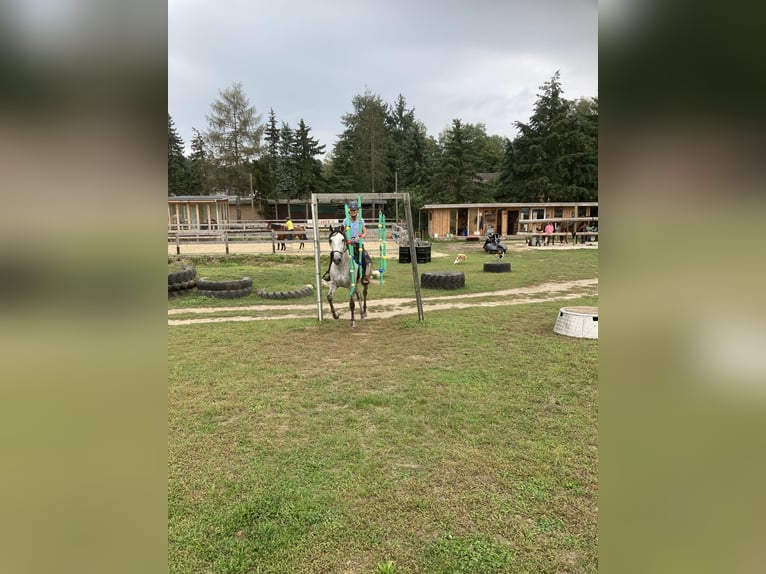 PRE Stute 15 Jahre 160 cm Dunkelbrauner in Dielheim