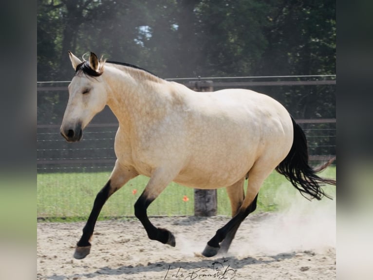 PRE Stute 15 Jahre 162 cm Falbe in Vesancy