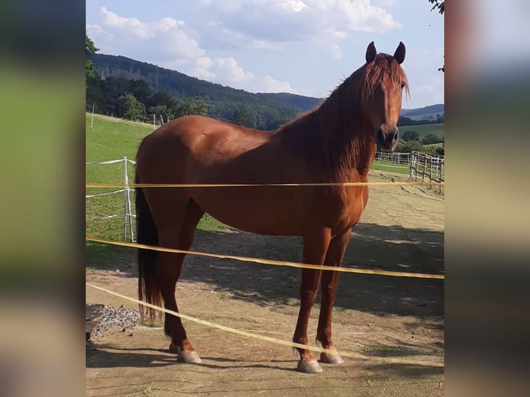 PRE Mix Stute 15 Jahre 165 cm Fuchs in Vöhl
