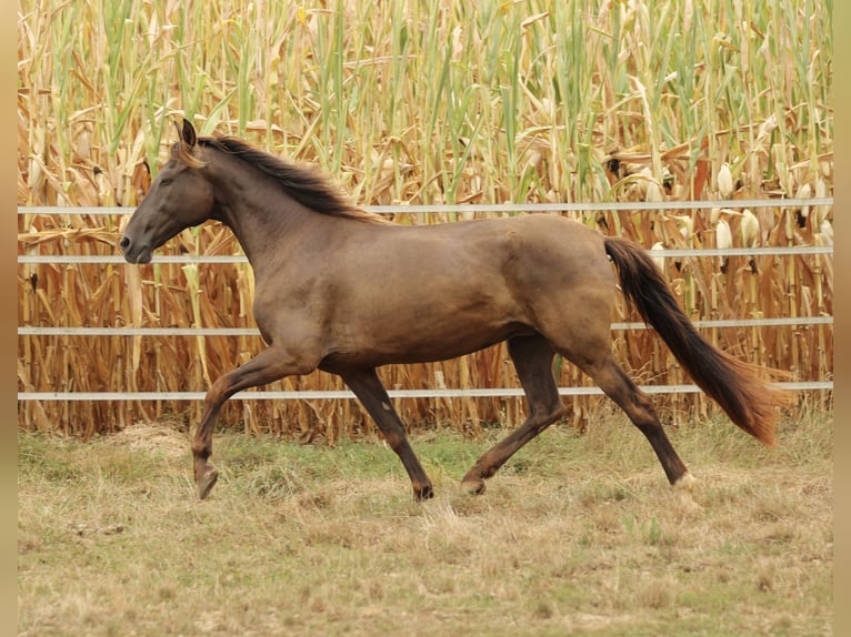 PRE Mix Stute 16 Jahre 155 cm Rappe in Waldshut-Tiengen