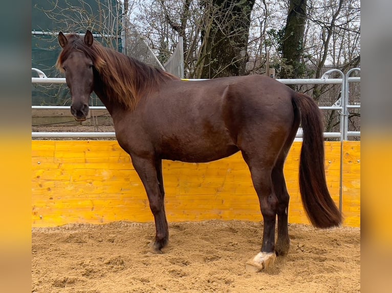 PRE Mix Stute 16 Jahre 155 cm Rappe in Waldshut-Tiengen