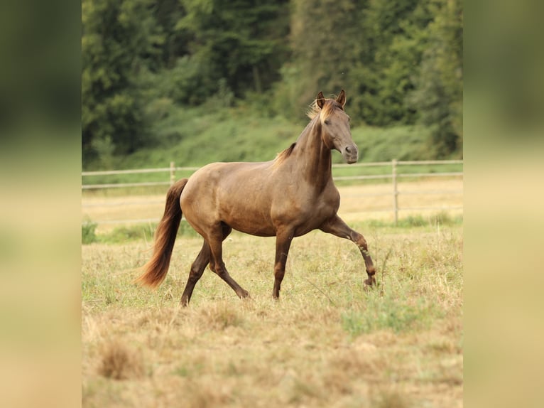 PRE Mix Stute 16 Jahre 155 cm Rappe in Waldshut-Tiengen