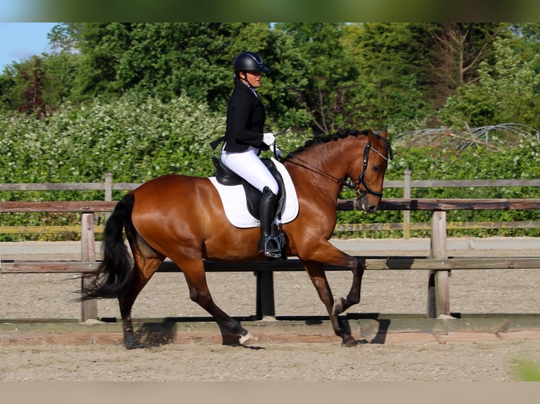 PRE Stute 16 Jahre 157 cm Dunkelbrauner in Hellevoetsluis
