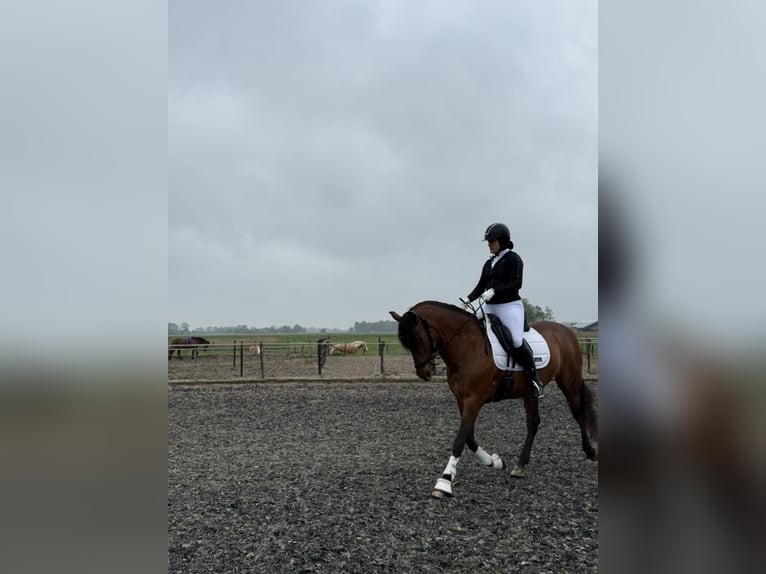 PRE Stute 16 Jahre 157 cm Dunkelbrauner in Hellevoetsluis