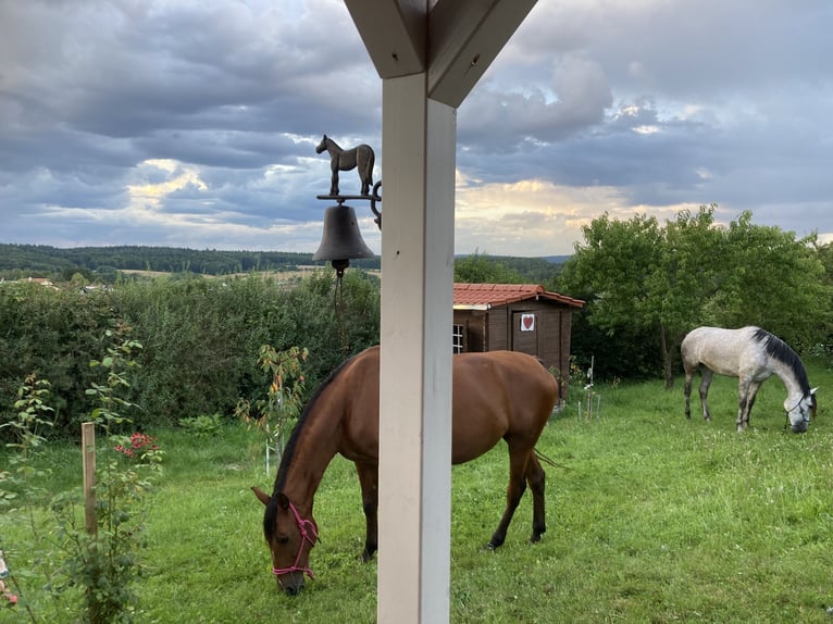 PRE Stute 16 Jahre 160 cm Dunkelbrauner in Dielheim