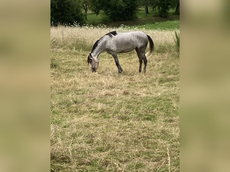 PRE Stute 16 Jahre 160 cm Dunkelbrauner in Dielheim