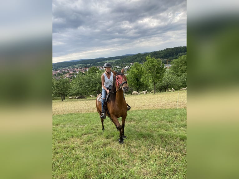 PRE Stute 16 Jahre 160 cm Dunkelbrauner in Dielheim