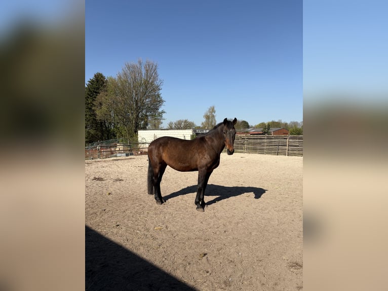 PRE Mix Stute 16 Jahre 164 cm Brauner in J&#xFC;chen