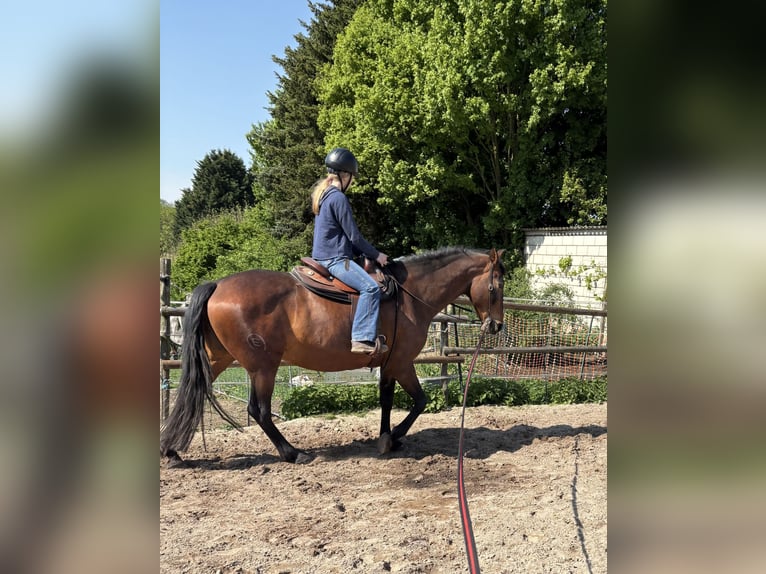 PRE Mix Stute 16 Jahre 164 cm Brauner in J&#xFC;chen