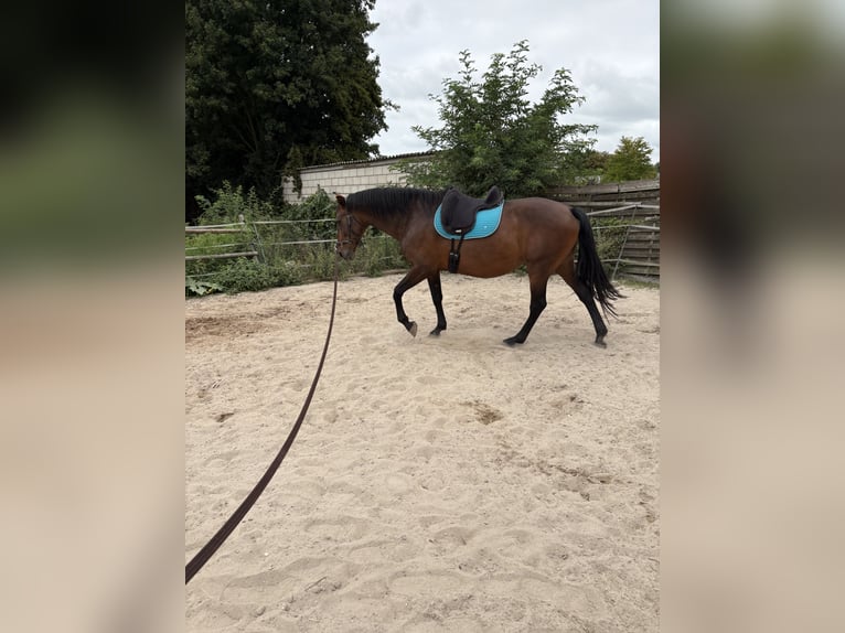 PRE Mix Stute 16 Jahre 164 cm Brauner in J&#xFC;chen
