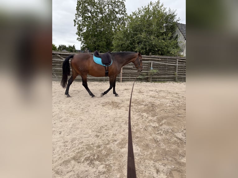 PRE Mix Stute 16 Jahre 164 cm Brauner in J&#xFC;chen