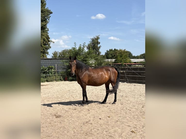 PRE Mix Stute 16 Jahre 164 cm Brauner in J&#xFC;chen
