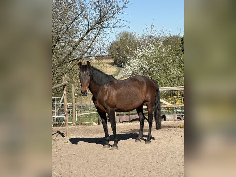 PRE Mix Stute 16 Jahre 164 cm Brauner in J&#xFC;chen