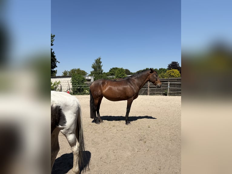 PRE Mix Stute 16 Jahre 164 cm Brauner in J&#xFC;chen
