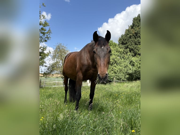 PRE Mix Stute 16 Jahre 164 cm Brauner in J&#xFC;chen