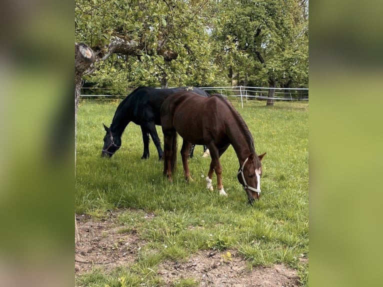 PRE Stute 17 Jahre 153 cm Dunkelfuchs in Hattenhofen