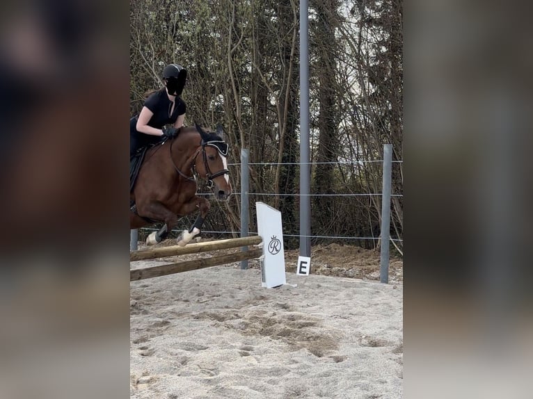 PRE Stute 17 Jahre 153 cm Dunkelfuchs in Hattenhofen