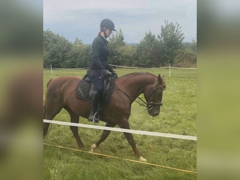 PRE Stute 17 Jahre 153 cm Dunkelfuchs in Hattenhofen