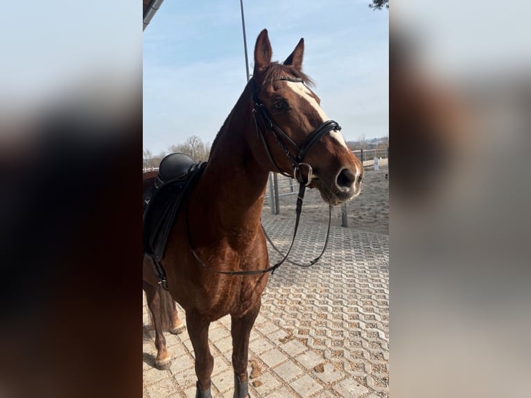 PRE Stute 17 Jahre 153 cm Dunkelfuchs in Hattenhofen