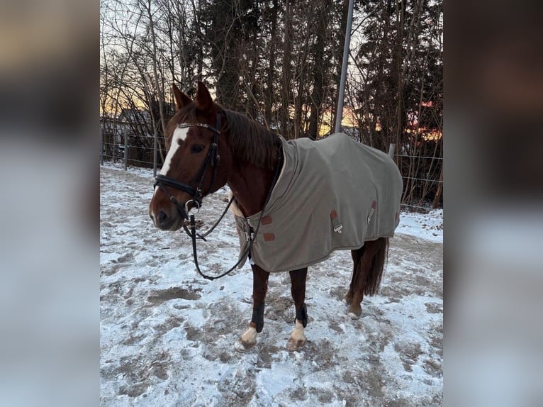 PRE Stute 17 Jahre 153 cm Dunkelfuchs in Hattenhofen