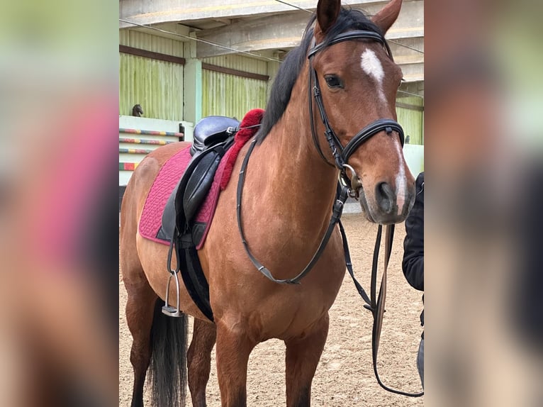 PRE Stute 17 Jahre 155 cm Brauner in Bockenau