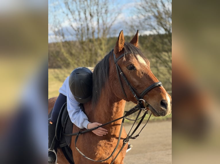PRE Stute 17 Jahre 155 cm Brauner in Bockenau