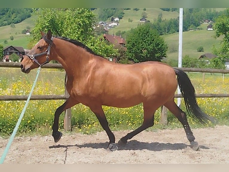 PRE Mix Stute 17 Jahre 158 cm Brauner in Giswil