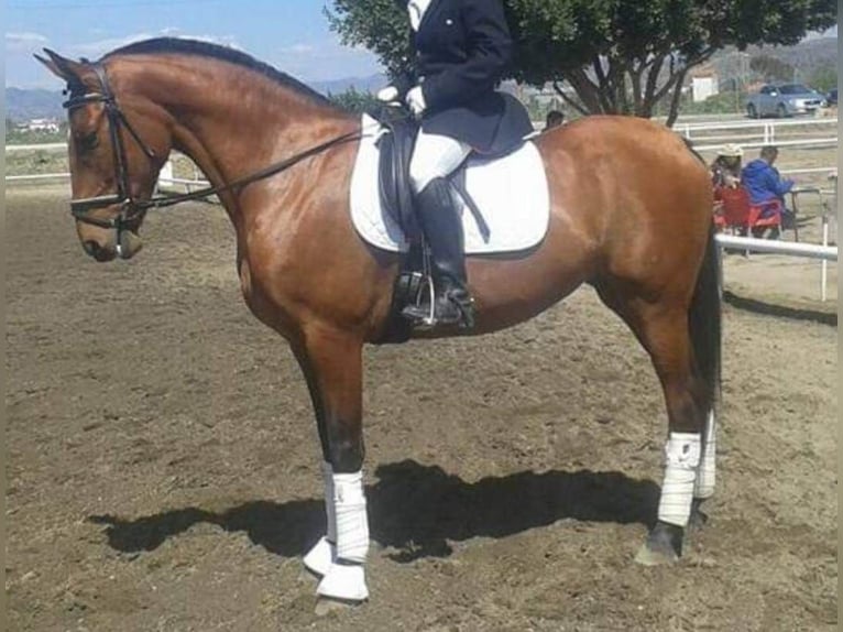 PRE Mix Stute 17 Jahre 158 cm Brauner in Giswil