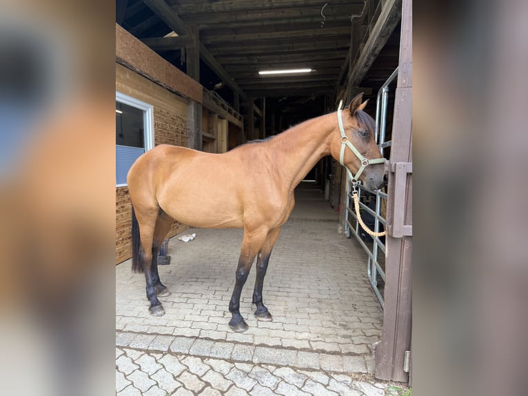 PRE Mix Stute 17 Jahre 160 cm Brauner in Schmallenberg