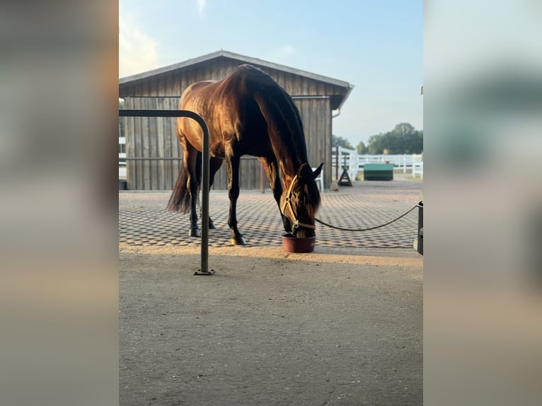 PRE Mix Stute 17 Jahre 165 cm Brauner in Hannover