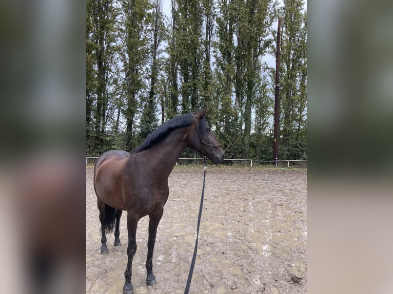 PRE Mix Stute 17 Jahre 165 cm Brauner in Hannover
